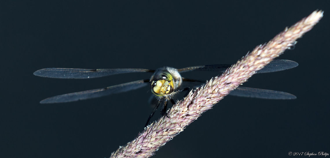 In your face Good detail when viewed full screen and full size Four-spotted Chaser,Geotagged,Libellula quadrimaculata,Summer,United States