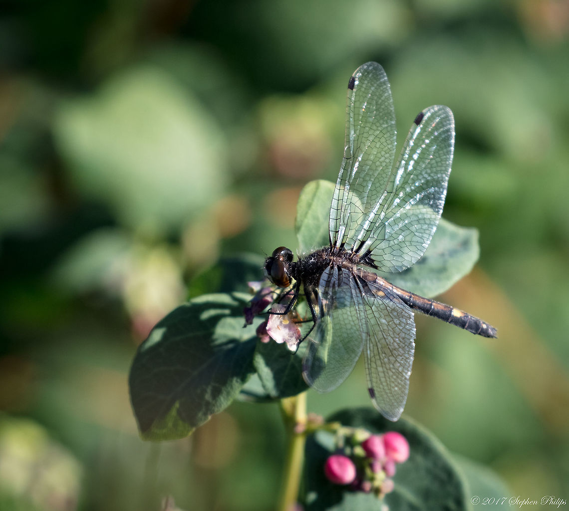 Meadowhawk  Black darter,Geotagged,Summer,Sympetrum danae,United States