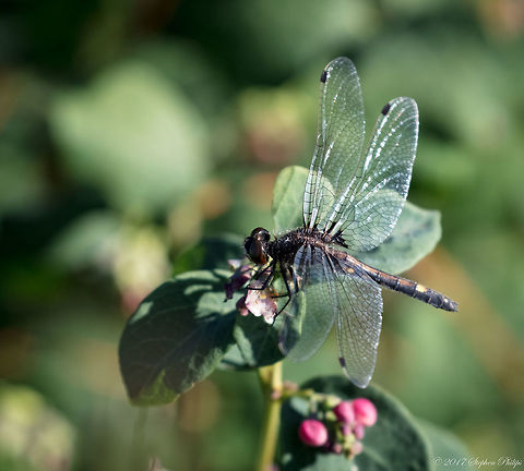 Meadowhawk  Black darter,Geotagged,Summer,Sympetrum danae,United States