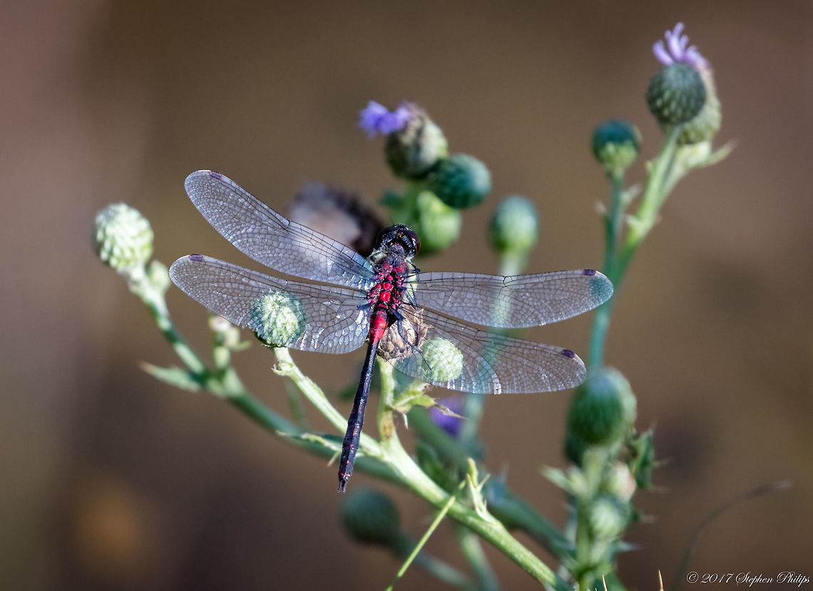 Red dress  Crimson-ringed whiteface,Geotagged,Leucorrhinia glacialis,Summer,United States
