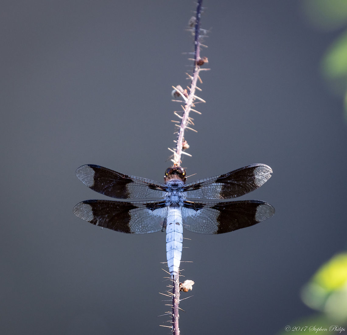 Male Whitetail  Common Whitetail,Plathemis lydia