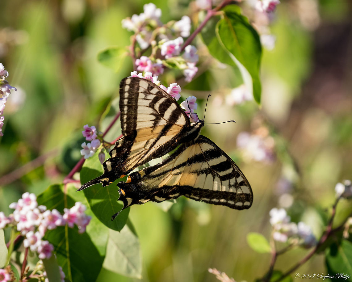 Twin Tail  Geotagged,Papilio multicaudata,Summer,Two-tailed Swallowtail,United States