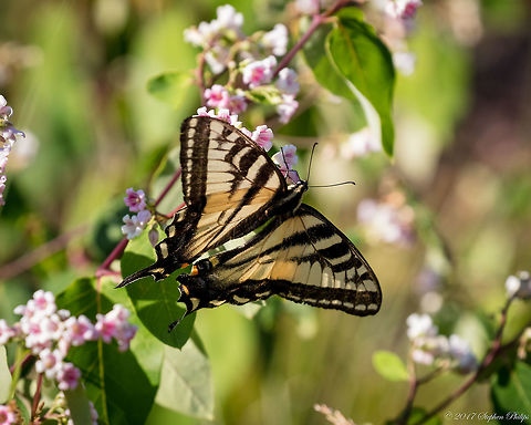 Twin Tail  Geotagged,Papilio multicaudata,Summer,Two-tailed Swallowtail,United States