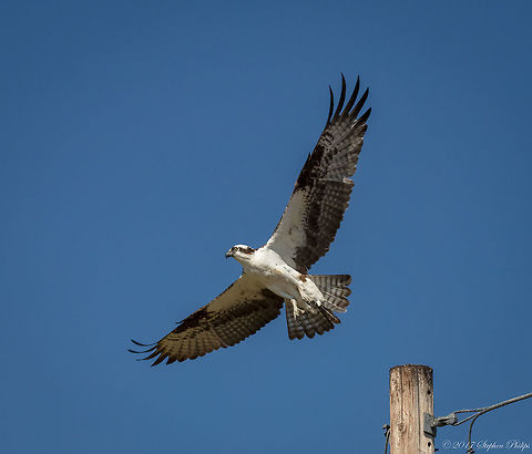 Osprey ii  Geotagged,Osprey,Pandion haliaetus,Summer,United States