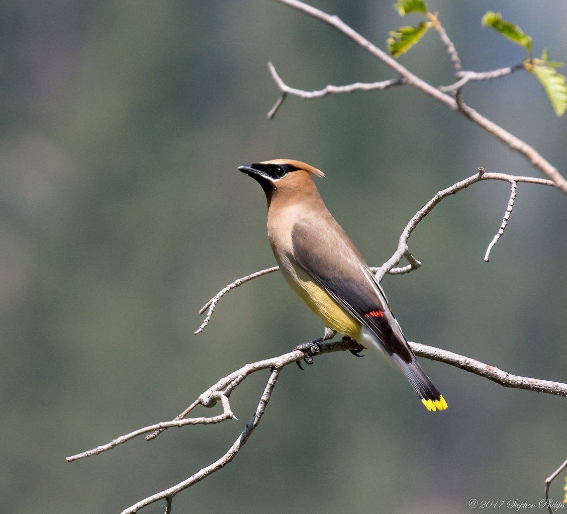 Waxwing  Bombycilla cedrorum,Cedar Waxwing,Geotagged,Summer,United States