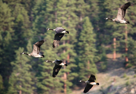 Geese flock in flight  Branta canadensis,Canada goose,Geotagged,Summer,United States