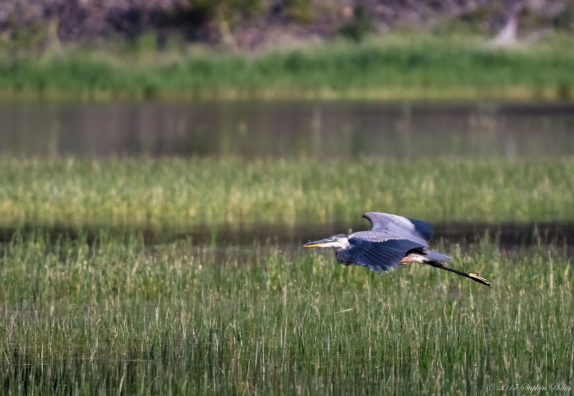 Heron over marsh At a great distance I attempted to capture a group of Heron in flight. Unfortunately, this was my best keeper. I will attempt to upgrade the image as opportunities present themselves. Ardea herodias,Great blue heron