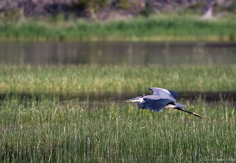 Heron over marsh At a great distance I attempted to capture a group of Heron in flight. Unfortunately, this was my best keeper. I will attempt to upgrade the image as opportunities present themselves. Ardea herodias,Great blue heron