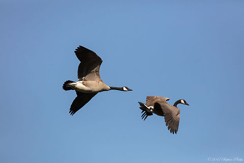 Pair of Geese in flight  Branta canadensis,Canada goose,Geotagged,Summer,United States