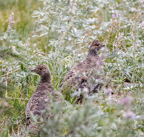 High mountain grouse  Dendragapus obscurus,Dusky Grouse,Sharp-tailed grouse,Tympanuchus phasianellus