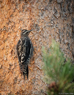 Red-Naped Sapsucker Corrected ID thanks to Thibaud. Lack of coloring is due to this being a juvenile.
 Geotagged,Red-naped sapsucker,Sphyrapicus nuchalis,Summer,United States