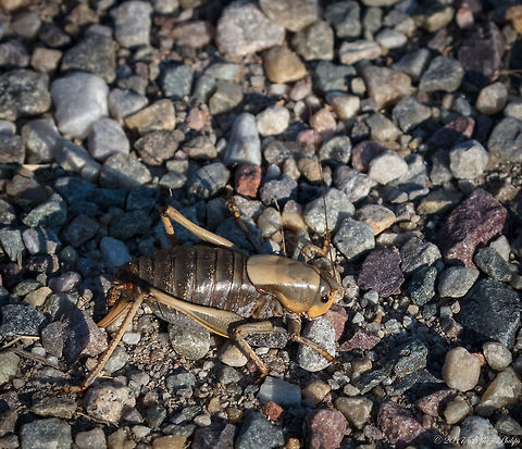 Cricket, "com'on Jiminy"  Anabrus simplex,Geotagged,Summer,United States,mormon cricket