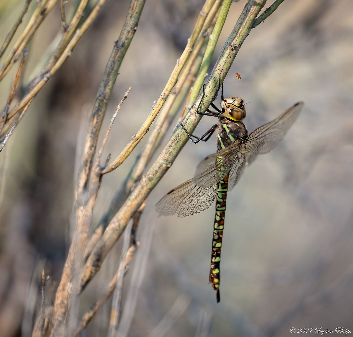 Eremita  Aeshna eremita,Geotagged,Lake darner,Summer,United States