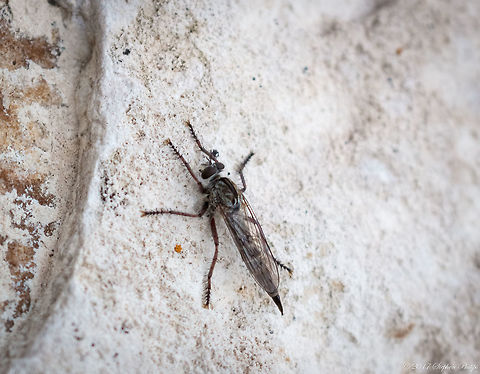 Very aggressive, robber fly  Efferia aestuans,Geotagged,Summer,United States