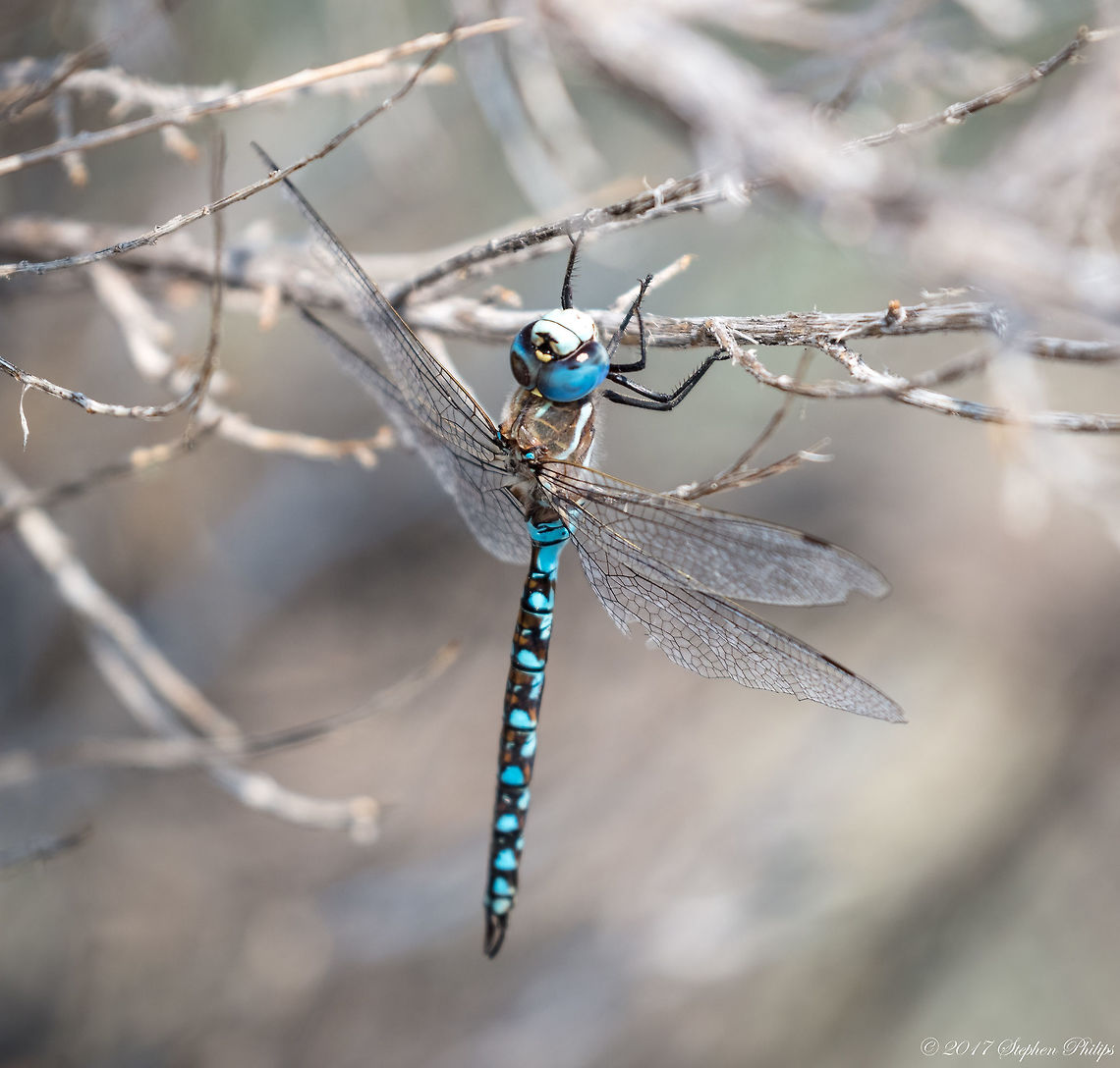 Zigzag Darner ID source: <a href="http://bugguide.net/node/view/13199" rel="nofollow">http://bugguide.net/node/view/13199</a> Aeshna sitchensis,Geotagged,Summer,United States,Zigzag Darner