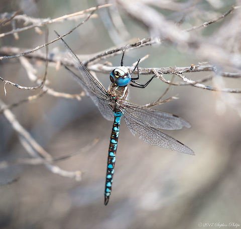 Zigzag Darner ID source: http://bugguide.net/node/view/13199 Aeshna sitchensis,Geotagged,Summer,United States,Zigzag Darner