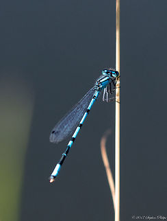 Northern Bluet  Enallagma annexum,Geotagged,Northern bluet,Summer,United States