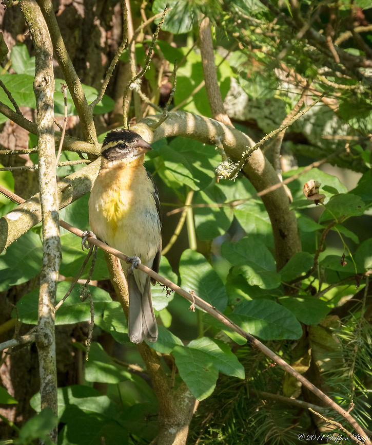 Yellow chested grosbeak First sighting of this species. Buried in a bush in the shadows, I was fortunate to have seen it in the first place let alone get a shot. Geotagged,Pheucticus melanocephalus,Summer,United States,black headed pros