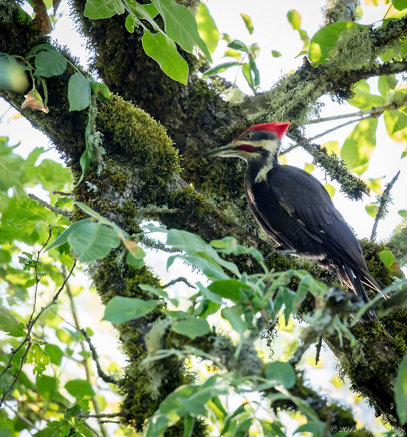 Pileated Woodpecker I chased this guy through thick vegetation for over an hour before I was able to get a clean shot. I was very surprised how large this bird was compared to other woodpeckers I have captured in the past. Dryocopus pileatus,Geotagged,Pileated Woodpecker,Summer,United States