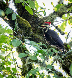 Pileated Woodpecker I chased this guy through thick vegetation for over an hour before I was able to get a clean shot. I was very surprised how large this bird was compared to other woodpeckers I have captured in the past. Dryocopus pileatus,Geotagged,Pileated Woodpecker,Summer,United States