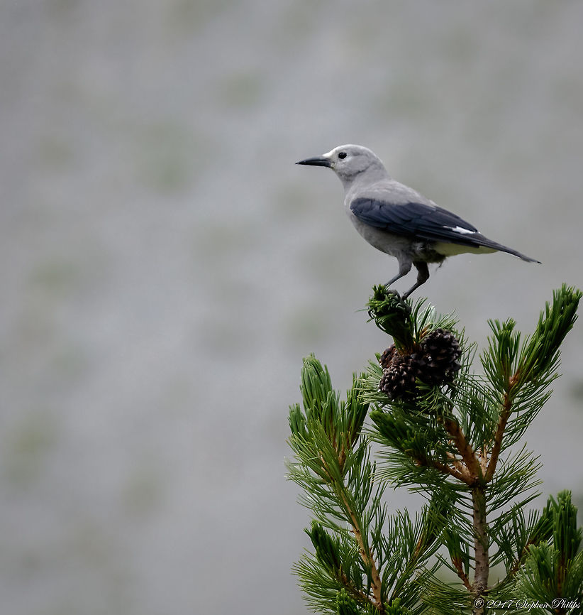 Clark's Nutcracker I observed this nutcracker eating pine seeds. With its long beak it was not a problem for this bird to get to the seeds quickly. This was taken at an altitude of around 2700m. Clark's nutcracker,Geotagged,Nucifraga columbiana,Summer,United States