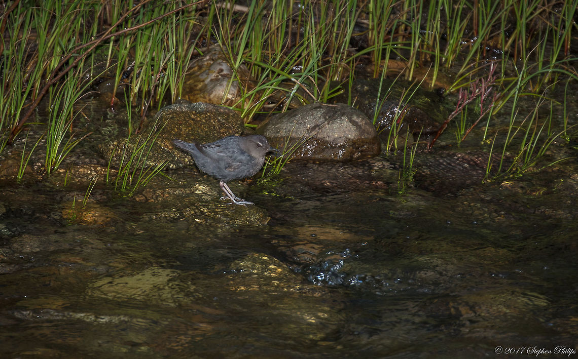Better Beamer... This was taken at dusk with a better beamer as a test shot. Dipper was about 100 ft (30m) away @ 400mm focal length. American Dipper,Cinclus mexicanus,Geotagged,Summer,United States