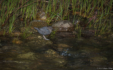 Better Beamer... This was taken at dusk with a better beamer as a test shot. Dipper was about 100 ft (30m) away @ 400mm focal length. American Dipper,Cinclus mexicanus,Geotagged,Summer,United States