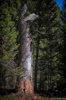 Old Growth I love old dead wood. This is most likely 100 years old plus. The layers are twisted underneath the bark which is not normal growth patterns. Geotagged,Summer,United States