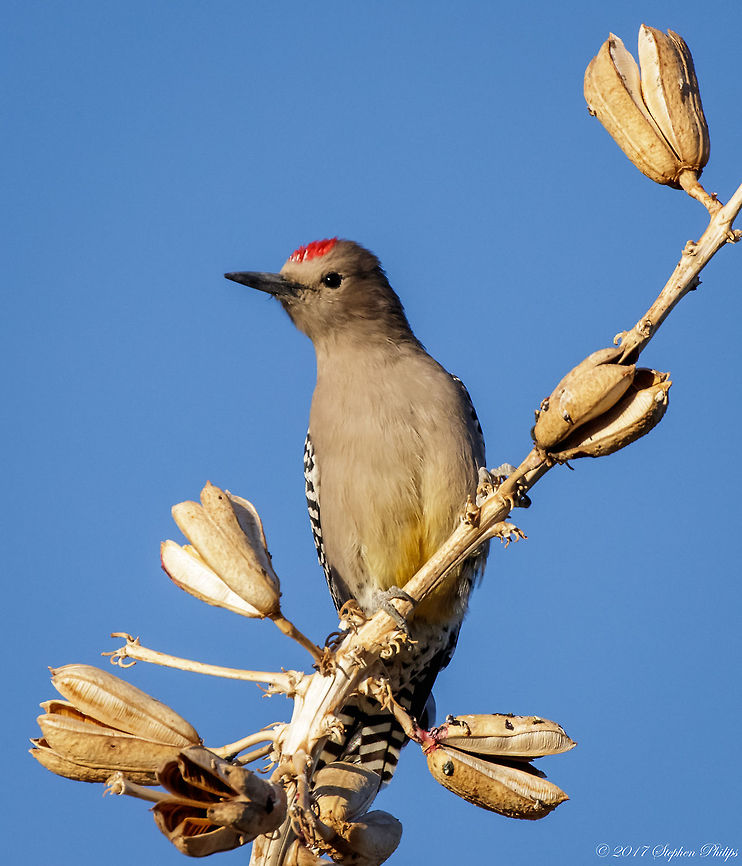 Male Gila  Fall,Geotagged,Melanerpes uropygialis,United States,gila woodpecker