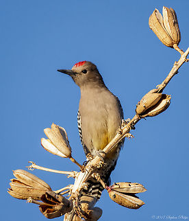 Male Gila  Fall,Geotagged,Melanerpes uropygialis,United States,gila woodpecker