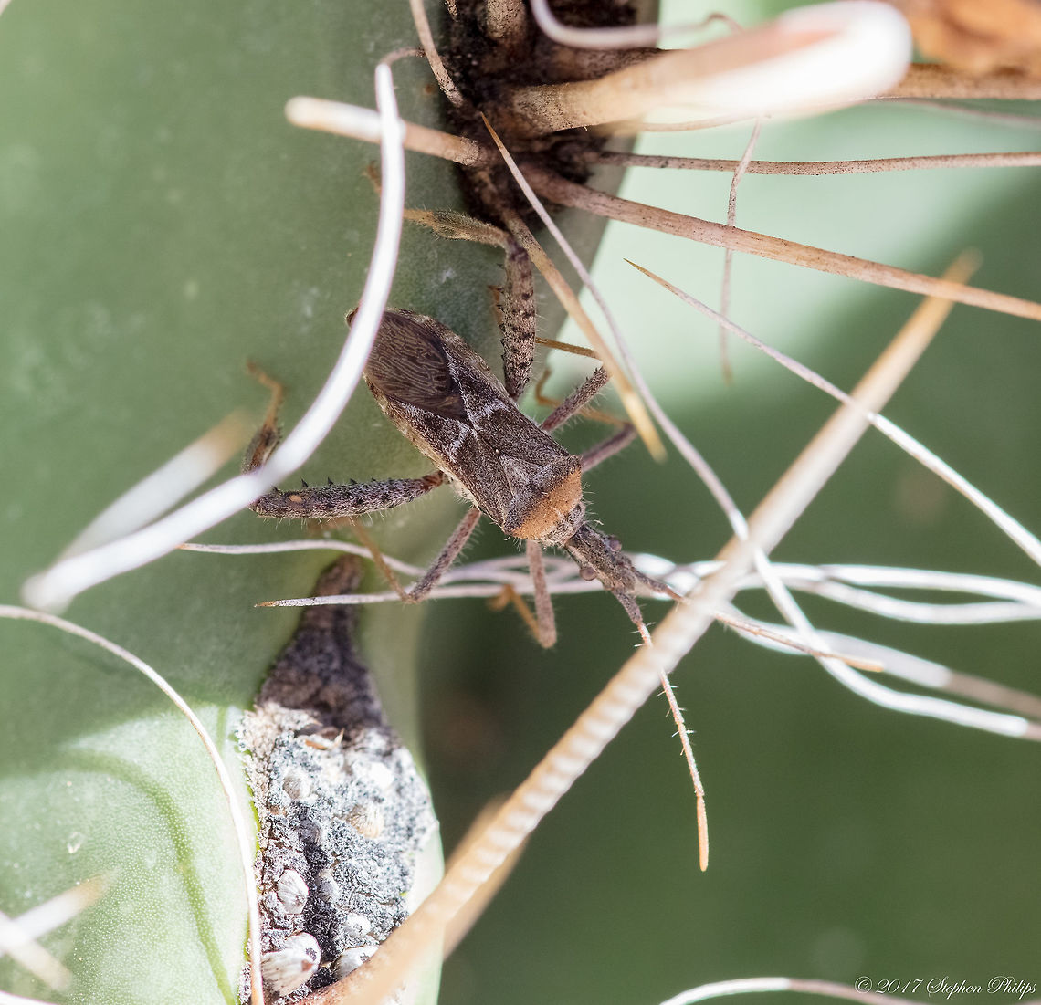 Narnia femorata Reference for introduction of new species...<br />
<a href="http://bugguide.net/node/view/307425" rel="nofollow">http://bugguide.net/node/view/307425</a><br />
<a href="https://elp.tamu.edu/true-bugs/hemiptera-heteroptera-coreidae-narnia-femorata-leaf-footed-cactus-bug-b-3/" rel="nofollow">https://elp.tamu.edu/true-bugs/hemiptera-heteroptera-coreidae-narnia-femorata-leaf-footed-cactus-bug-b-3/</a> Fall,Geotagged,Leaffooted Cactus Bug,Narnia femorata,United States