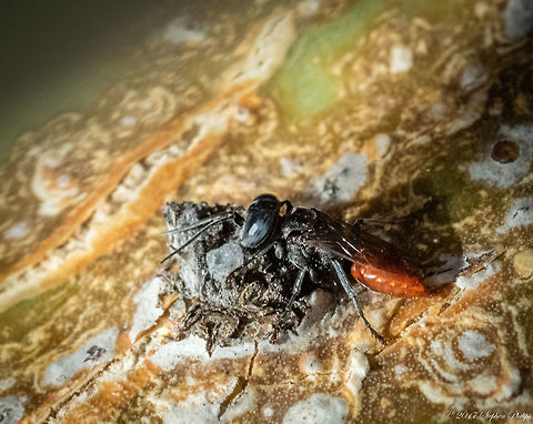 Tachysphex sp. Not 100% sold on this ID but here is a link to have someone else take a second look:
http://bugguide.net/node/view/78944/bgimage
Here is a second image from a different prospective:
https://www.jungledragon.com/image/54436/prionyx_parkeri-2.html

Sorry for the lack of detail but this little guy was incredibly quick and on the move constantly. Fall,Geotagged,United States