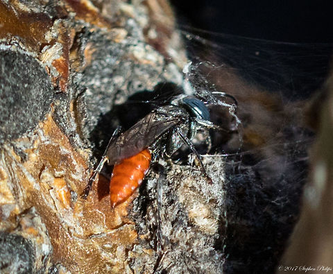 Tachysphex sp.-2 for ID purposes only Fall,Geotagged,United States