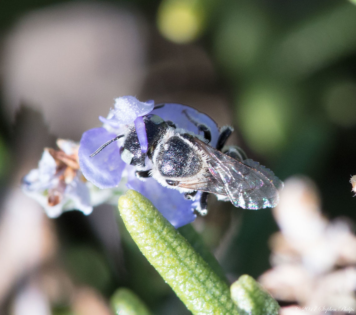 Female "Leafcutter" Tiny little girl sitting on a bloom from a rosemary bush for prospective. Imported in the US to assist in pollination of crops. Fall,Geotagged,Megachile rotundata,United States