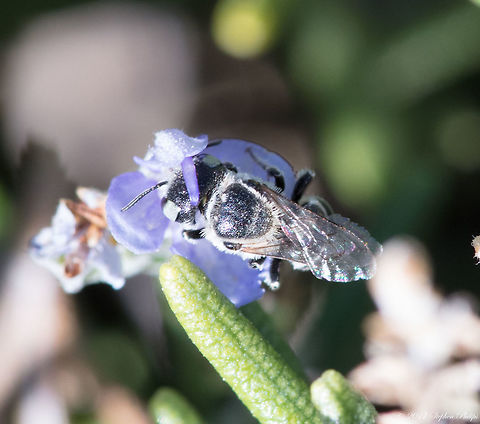 Female "Leafcutter" Tiny little girl sitting on a bloom from a rosemary bush for prospective. Imported in the US to assist in pollination of crops. Fall,Geotagged,Megachile rotundata,United States