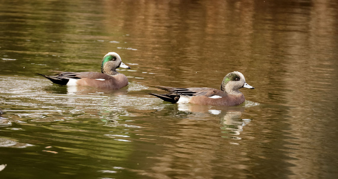 Wigdeon males A pair of wigdeon males migrating through the Arizona desert. Migrating fowl come through this part of the US in both fall and spring frequently. Fortunately, we live walking distance from a large enough body of water (rare in the desert) where they can be spotted. American wigeon,Anas americana,Geotagged,Mareca americana,United States