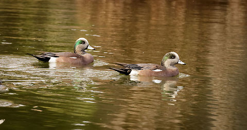 Wigdeon males A pair of wigdeon males migrating through the Arizona desert. Migrating fowl come through this part of the US in both fall and spring frequently. Fortunately, we live walking distance from a large enough body of water (rare in the desert) where they can be spotted. American wigeon,Anas americana,Geotagged,Mareca americana,United States