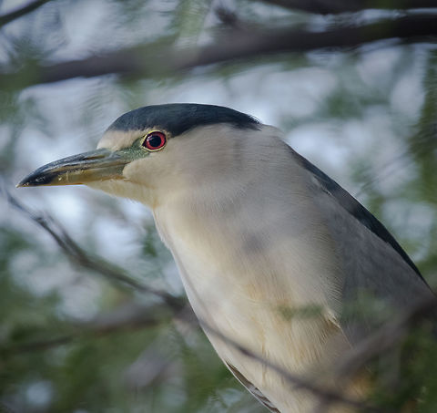 Black-crowned Heron This heron was perched in a tree by a pond in the deserts of Arizona. Not seen often in this area, was a nice find. Black-crowned night heron,Geotagged,Nycticorax nycticorax,United States