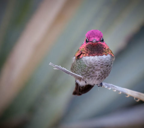 In full color! I have taken hundreds of images of hummingbirds. This is the first one capturing its full colors reflected from the sun on a cloudy day. I was blessed to be at the right angle at the right moment for this capture. Unfortunately I was using a long lens and had to set my ISO @ 1600 to get my shutter speed up high enough as I was hand holding, hence the noise and lack of sharpness. Annas hummingbird,Calypte anna,Geotagged,United States