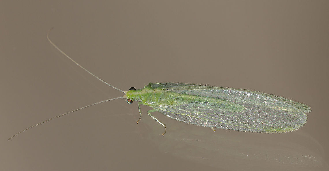 Lacewing Lacewing in January due to unusually warm temperatures this winter. Chrysoperla rufilabris,Common green lacewing,Geotagged,United States,Winter