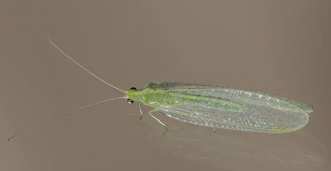 Lacewing Lacewing in January due to unusually warm temperatures this winter. Chrysoperla rufilabris,Common green lacewing,Geotagged,United States,Winter