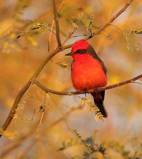 Vermillion in Winter Another Vermillion but with winter colors in the surrounding foliage. Geotagged,Pyrocephalus rubinus,United States,Vermilion Flycatcher,Winter