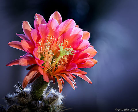 Bolivian torch cactus