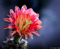 Big Bertha A beautiful cactus in bloom. Brought to the Arizona desert for landscape purposes it thrives in this climate. The Plant grows throughout Bolivia (LA PAZ, Chochabamba, Chuquisaca, Santa Cruz, Tarija and there might be areas in Peru where it grows as well. It´s not confirmed that there are intermediates but it´s very possible that there are some. Two very likely candidates for a natural hybrid involving Trichocereus bridgesii are Trichocereus scopulicola and Trichocereus riomizquensis. Trichocereus bridgesii grows at 1000-3000 meters. Echinopsis lageniformis,Geotagged,Spring,United States