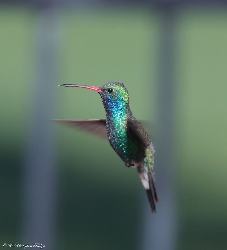 Broad-Billed Hummingbird Not a common sight in Tucson or north of Mexico for that matter but this little guy is a beautifully colored hummer with a nice red/orange tint on its bill. I will try to upload a higher res image when I get to my home base. Broad-billed hummingbird,Cynanthus latirostris,Geotagged,United States,Winter