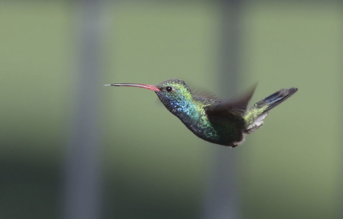 broad-billed hummer ii A bit more resolution than the first one. I especially like the tongue shot! Broad-billed hummingbird,Cynanthus latirostris,Geotagged,United States,Winter