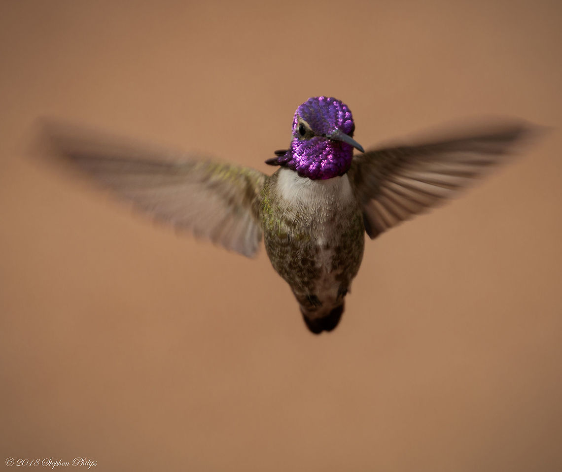 Natural Reflection A beautiful day to shoot hummingbirds. Natural light with mild cloud coverage still able to reflect the brilliant iridescent colors while maintaining a high enough EV to minimize camera shake... Annas hummingbird,Calypte anna,Geotagged,United States,Winter