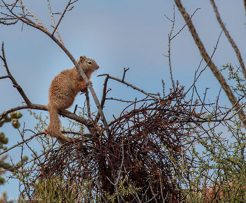 Up a tree Arizona rock squirrel scouting up a tree. Most likely he is the look out for predators like hawks for his pack. Geotagged,Otospermophilus variegatus,Rock squirrel,United States,Winter