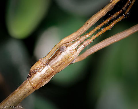 Walkingstick Macro shot of a remarkable insect that are true camouflagers. Creosote bush walkingstick,Diapheroma covilleae,Fall,Geotagged,United States