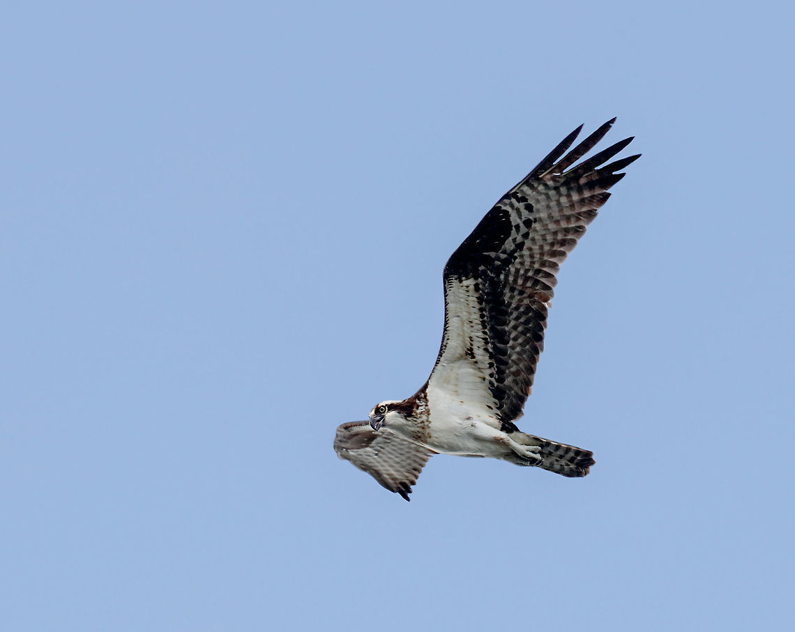 Osprey in flight This osprey was flying over a lake in search of fish. It took a burst of 10 shots handheld to get this keeper. Osprey,Pandion haliaetus
